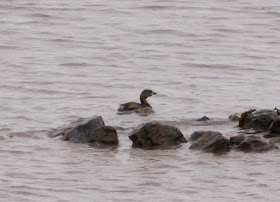 Pied-billed Grebe, Gloucestershire