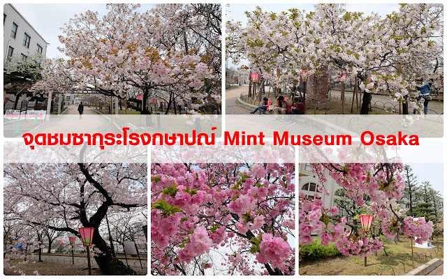 Mint Museum Osaka Sakura