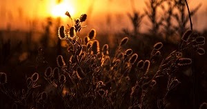 Poesie Famose Sul Papa Morto E Versi Per Il Ricordo Di Chi Non C E Piu Linkuaggio