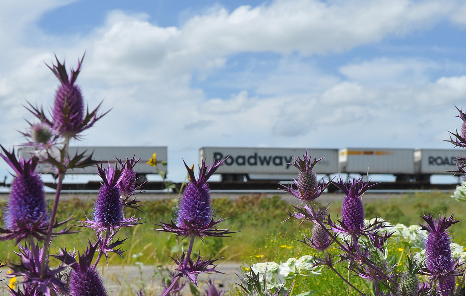 kansas wildflowers Leavenworth Eryngo