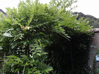 Wisteria sinensis before summer pruning Green Fingered Blog