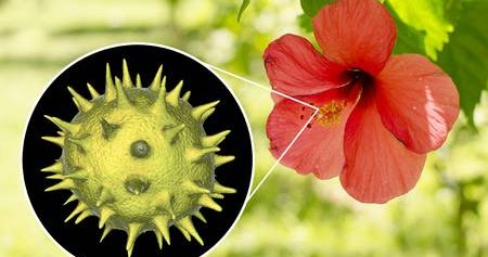 Structure of Pollen Grains : Biology Blog