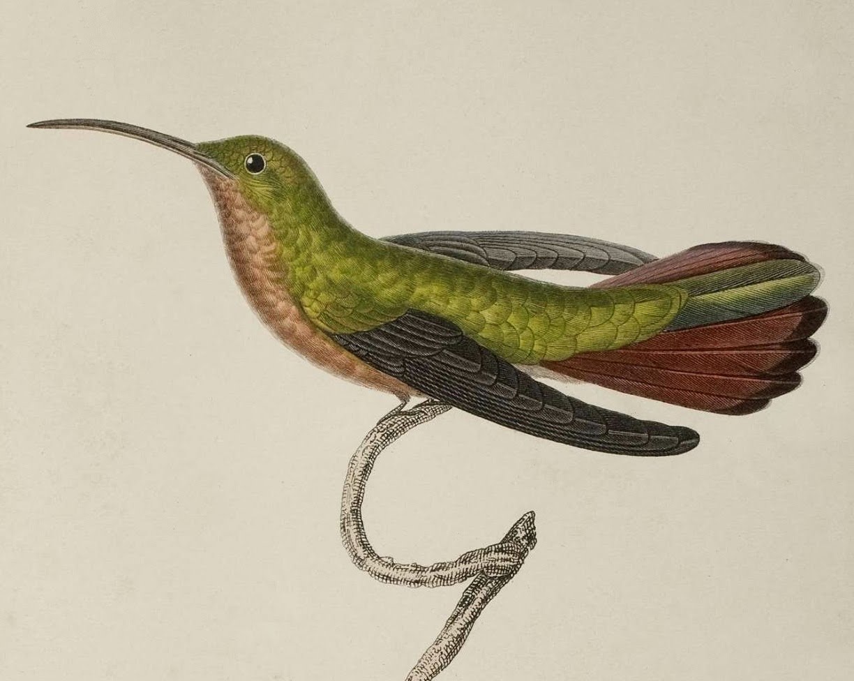 resting hummingbird in tree : 1832 sketch