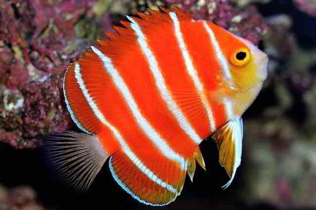 Ikan Hias Langka -Peppermint Angelfish