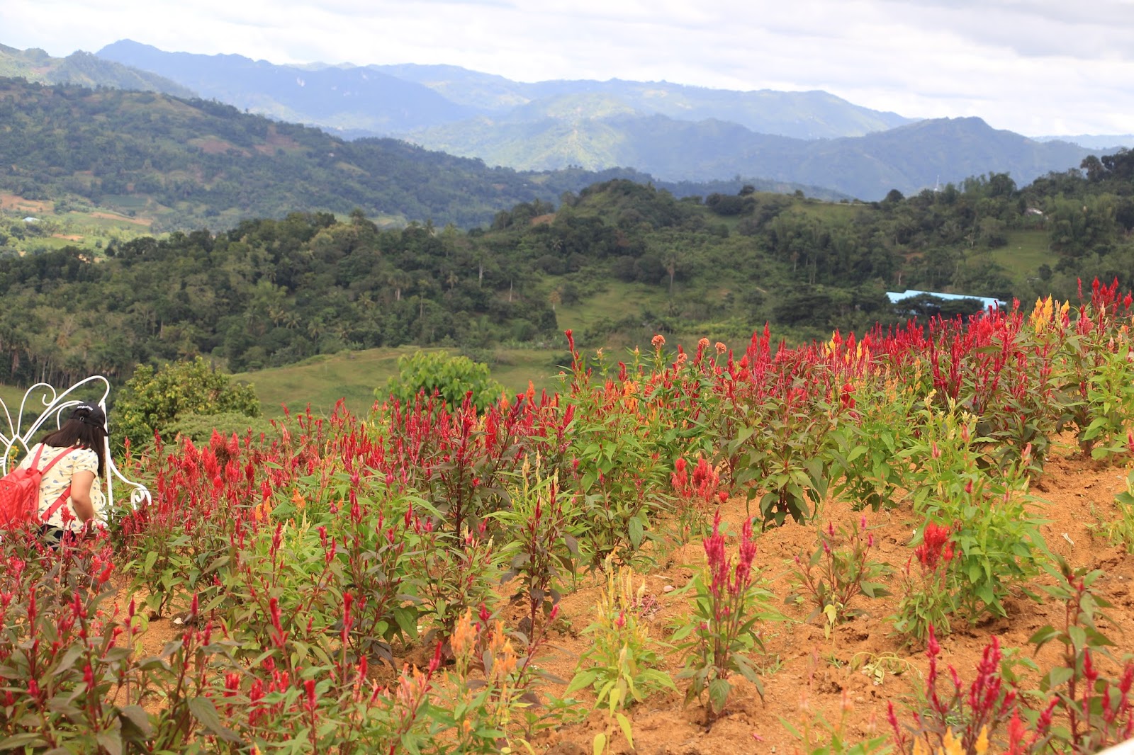 Sirao Flower Garden A New Place to Visit in Cebu