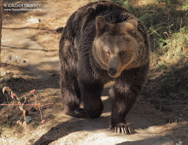 Bear watching in Bulgaria