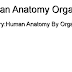 Category:Human Anatomy By Organ - Human Anatomy Organs