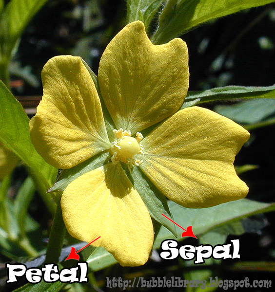 B u B b L e L i B R A R Y Why do flowers have sepals?