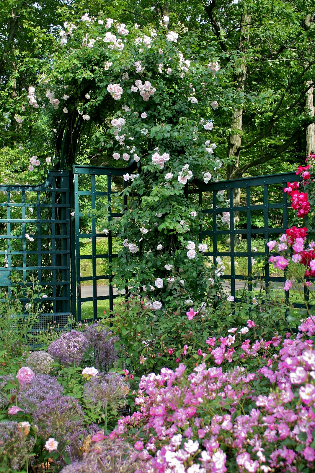 Garden Bytes from the Big Apple: EARTH-KIND™ EASY ROSES