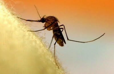 fakta unik tentang nyamuk | ..:dywan blog:..
