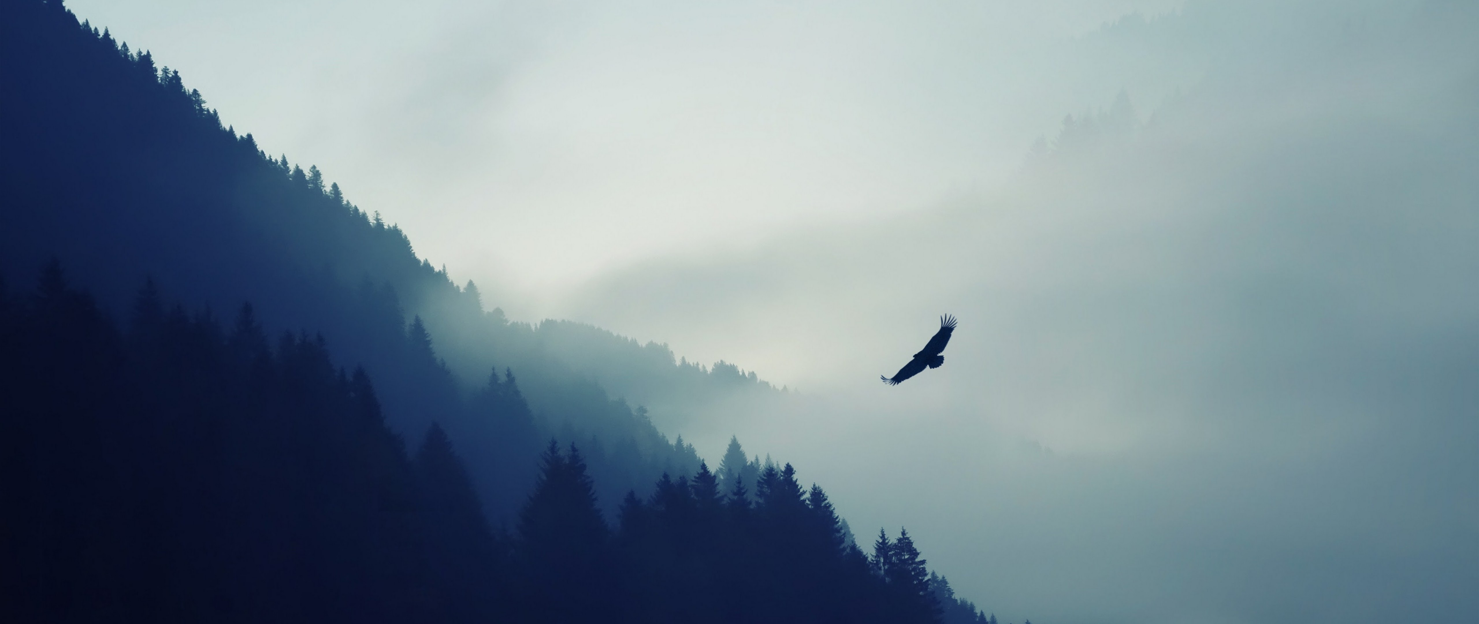 Обложки для вк профиля 1920х640. Птицы над лесом. Лес горы. Птицы в небе. Горы в тумане.