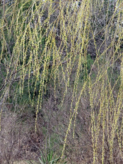 weeping willow