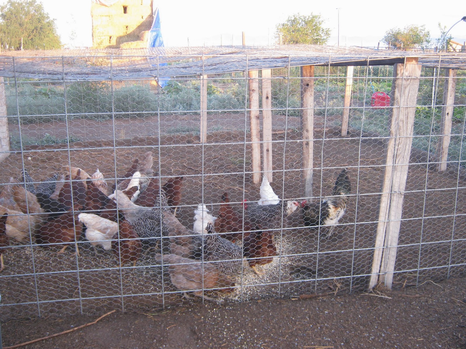 Cricket Song Farm: Cattle Panels make a sturdy Chicken Run ...