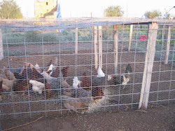 cattle chicken panels run coop hoop chickens farm cricket stand sturdy using sheep song tall well square