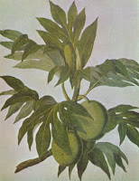 breadfruit illustration