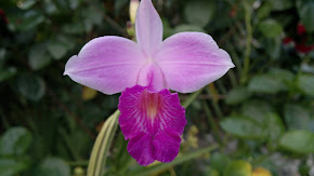 Orquidea da Terra