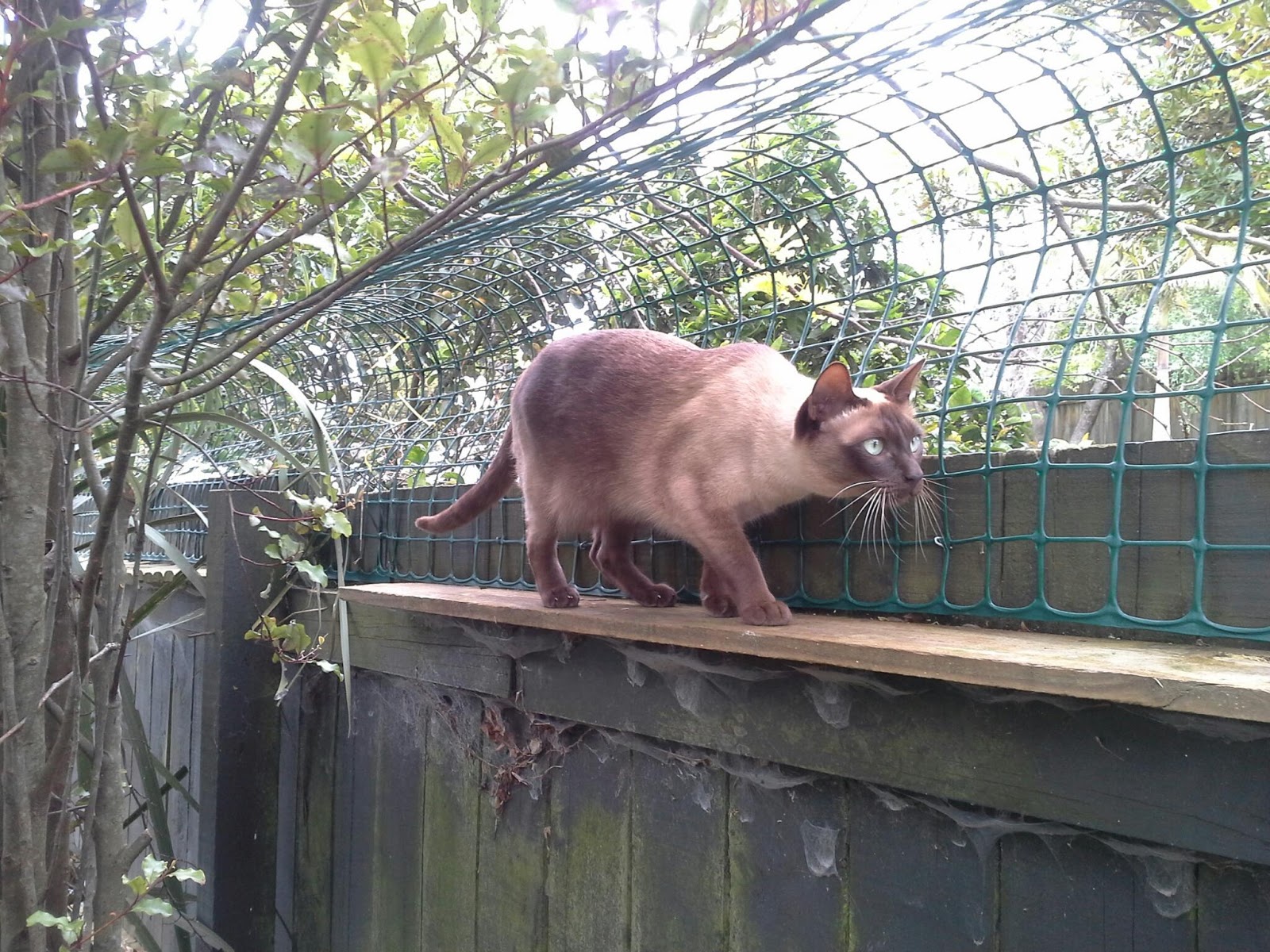 Как отвадить соседских. Ограждение от котов. Ограждение для кошек на даче. Ограждение на забор от кошек. Защита от кошек на забор.
