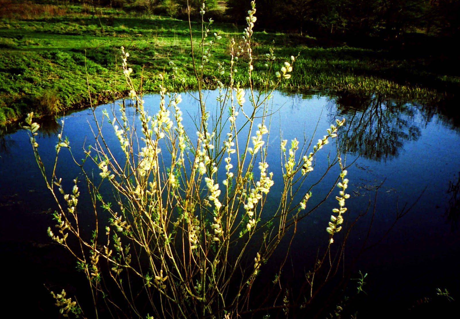 COTSWOLDS CASCADE POND PLANT
