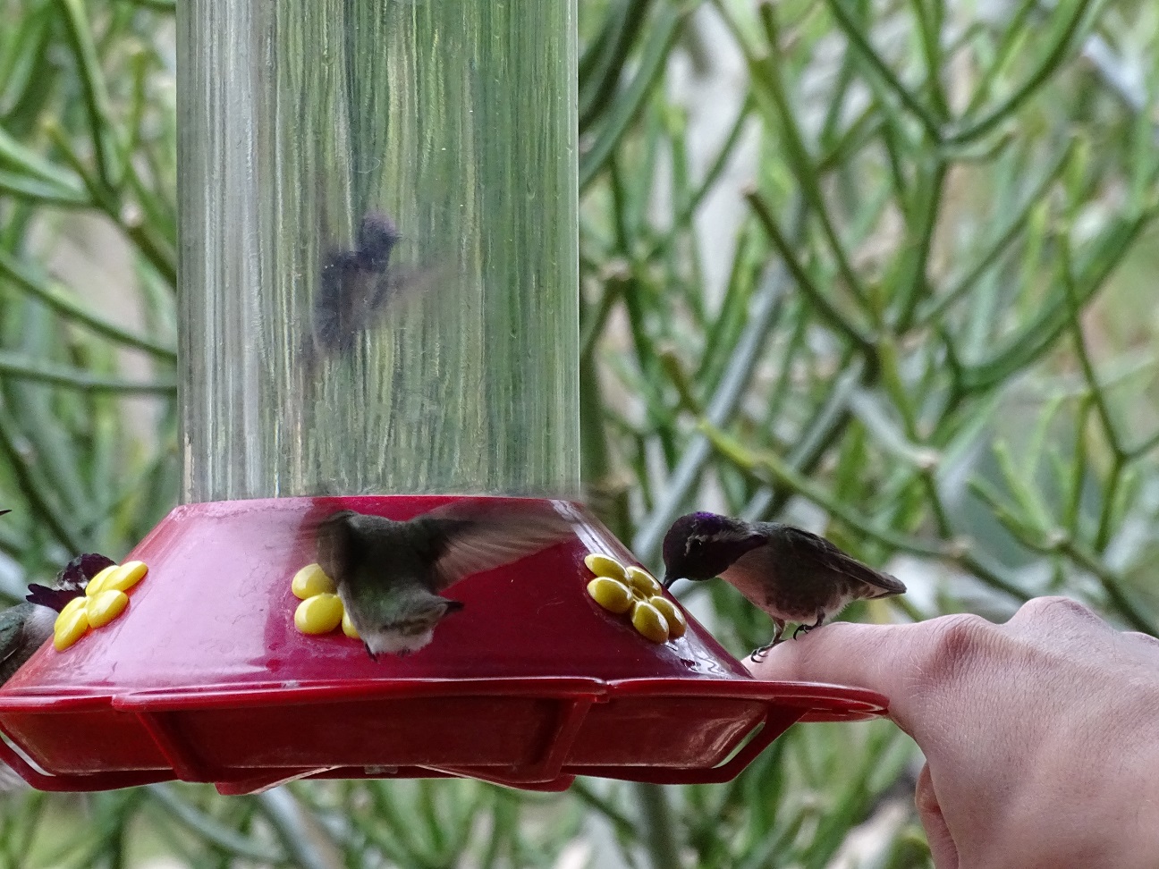 Postcards From Idyllwild Hummingbirds For Christmas