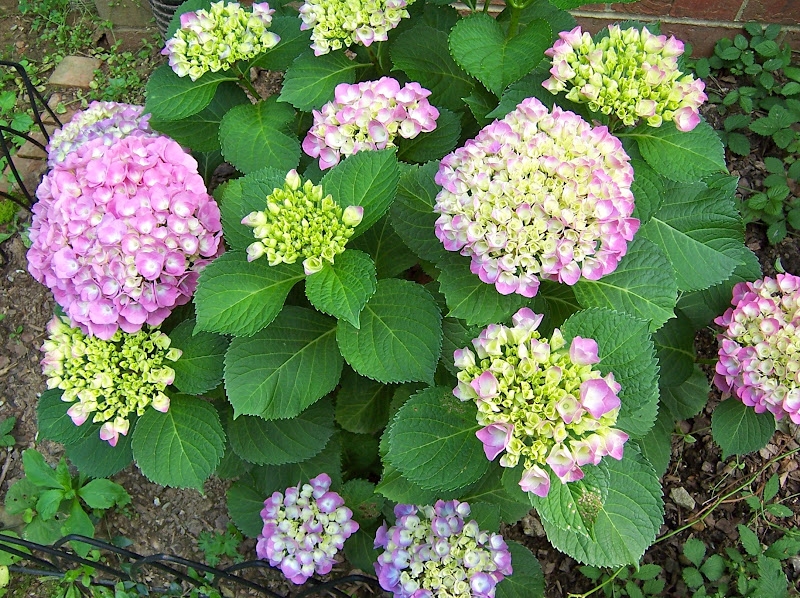 Samplings from Spring Creek Pruning the Hydrangeas