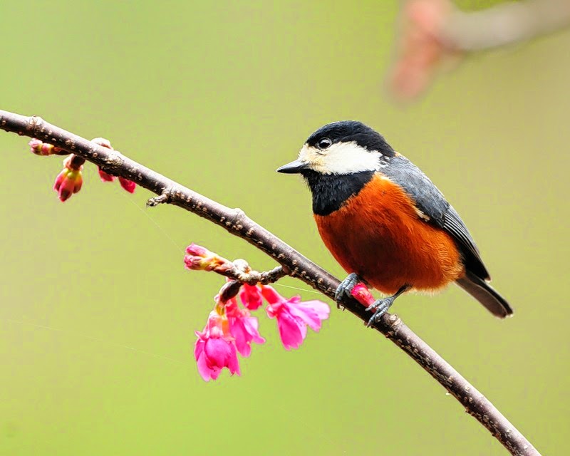 фото птички для аватарки. агами птица. Paradisaea rudolphi. сиреневогрудая сизоворонка птица. черноголовая синяя сойка.