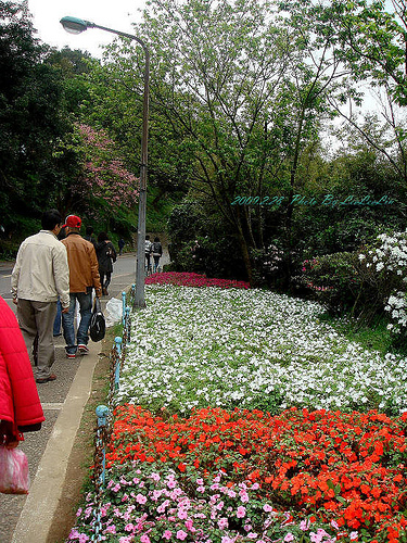 台北陽明山國家公園花季