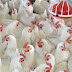 Starting a Poultry Farm for Beginners – A Business Plan