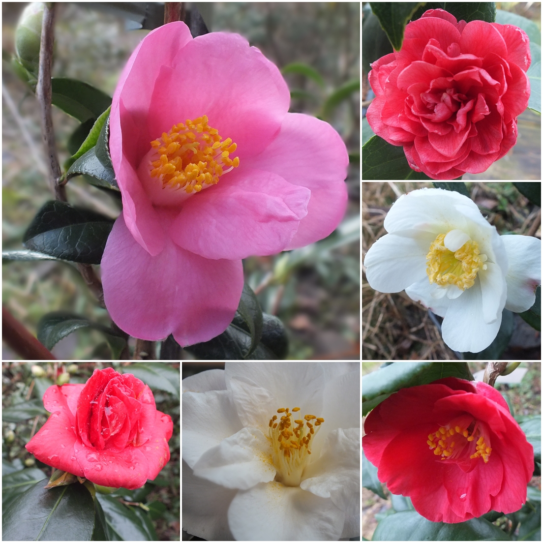 Kamelien in Blüte
