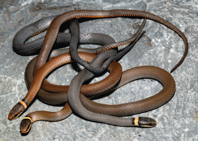 Life is short, but snakes are long: What the Provincial Snakes of