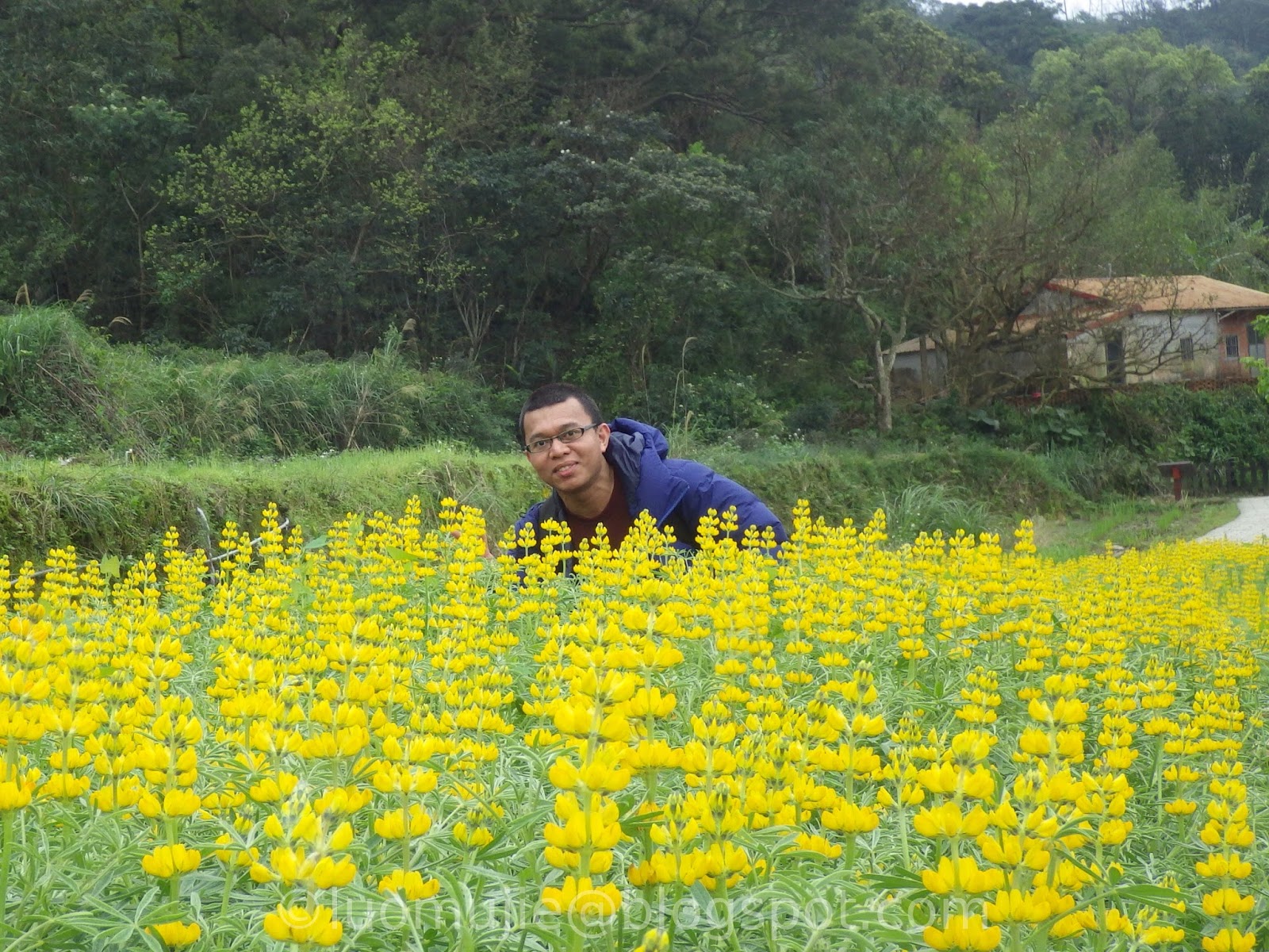 Lupin Flowers in Taipei