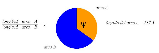 El ángulo áureo tiene 137.5 grados