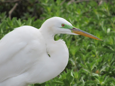 Colusa National Wildlife Refuge