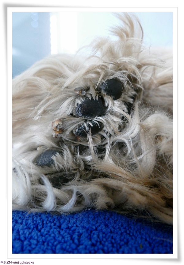 [Hundeblog] Einfach Socke Wieviel Kleidung braucht ein Tibet Terrier?