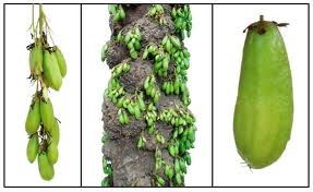 Kamias soap essay 05 picture