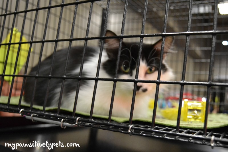 Cats Get Scared in the Shelter - Don't Be Afraid to Adopt Them  #FoodShelterLove | Pawsitively Pets