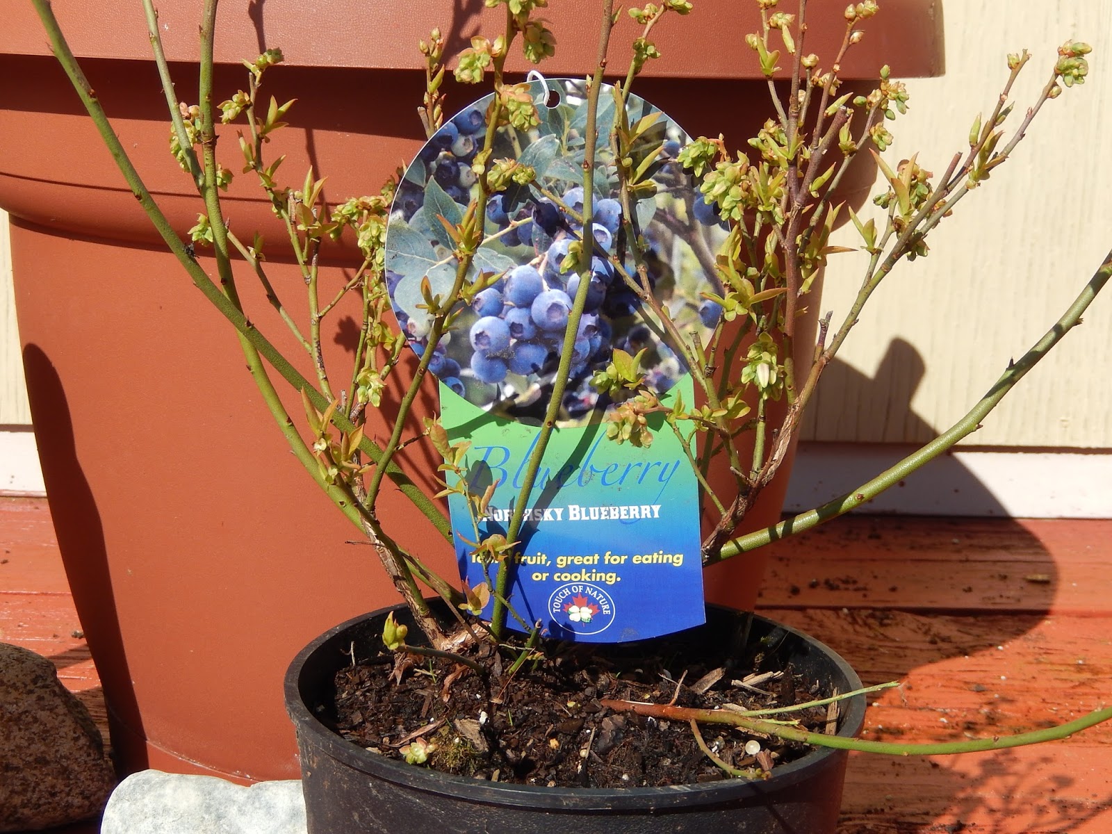 Powell River Books Blog Growing Blueberry Plants in Pots