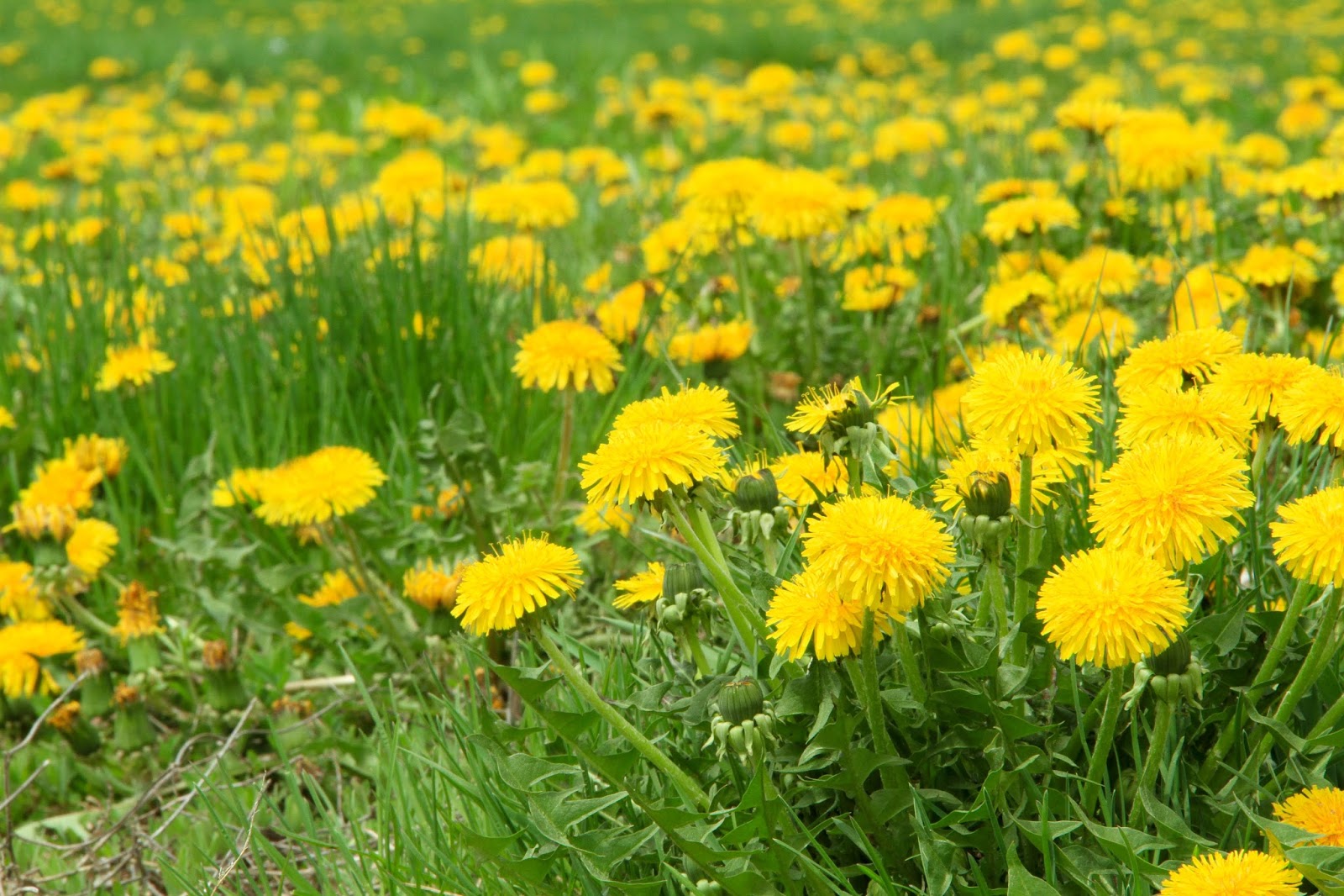 Beautiful Dandelion Lawns | Yellow Is The New Green