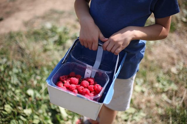 pick your own raspberries 