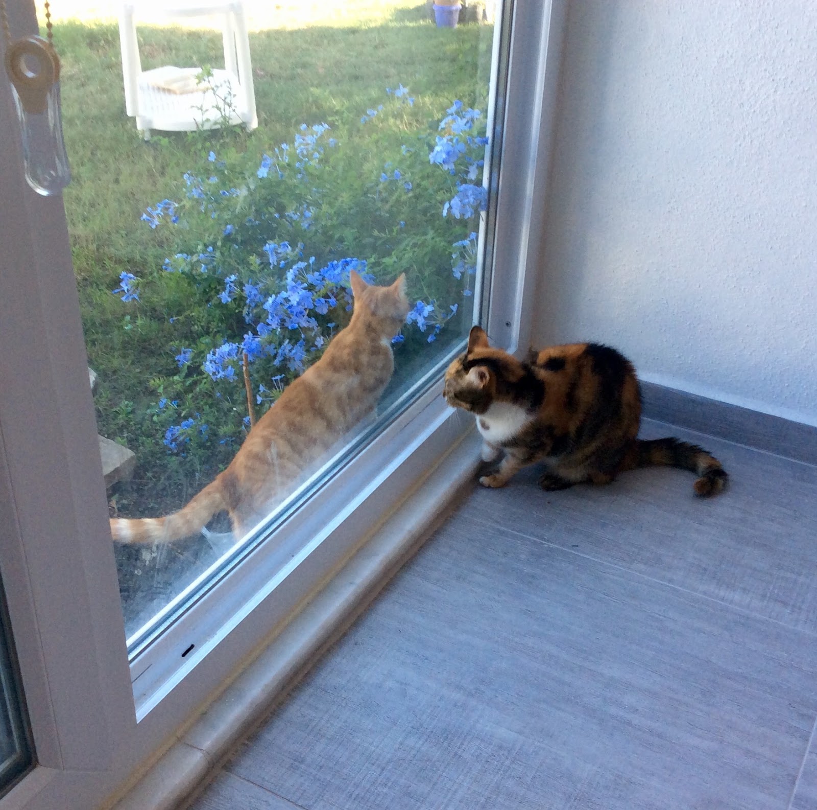 Ayvalıklı Kedi Fındık ve Sevimli Dostlar FINDIK�IN YENİ EVİ