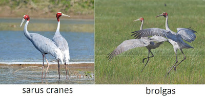 sarus-crane%2B4.jpg