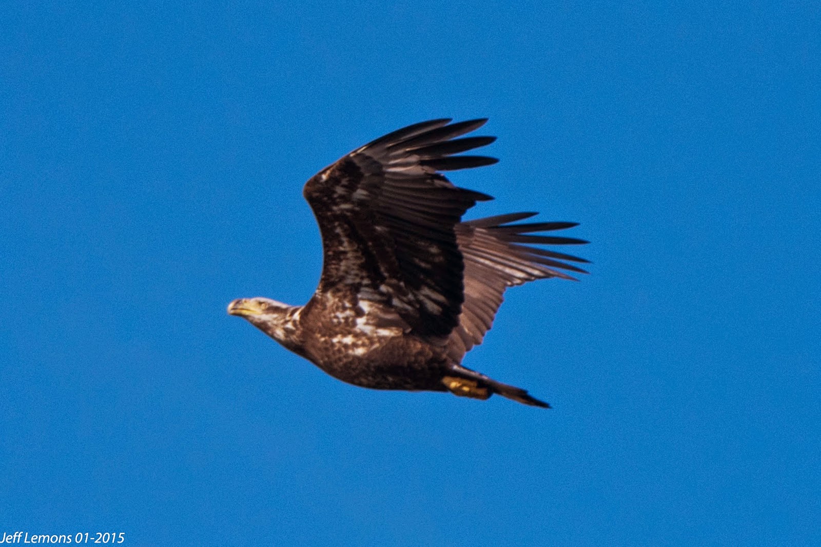 Piedmont Birding : Determining the Ages of Bald Eagles