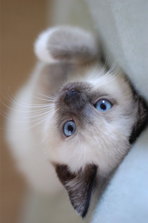 Lovely Pets Top 5 Friendliest Cat Breeds lovely-pets-top-5-friendliest-cat-breeds