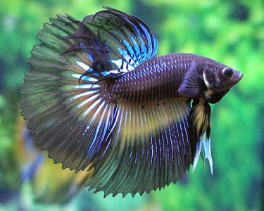 Ikan Cupang Betta Sp Biota Dunia Perairan