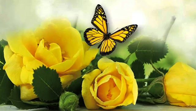 good morning yellow rose images good morning yellow rose images