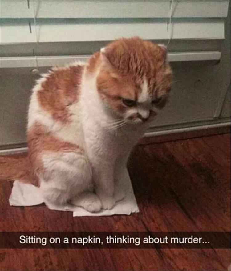 30 Funny animal captions - part 58, animal meme, funny caption picture, funny animal images