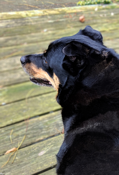 image of Zelda the Black and Tan Mutt sitting outside on a wooden porch, in profile, looking out at a landscape offscreen