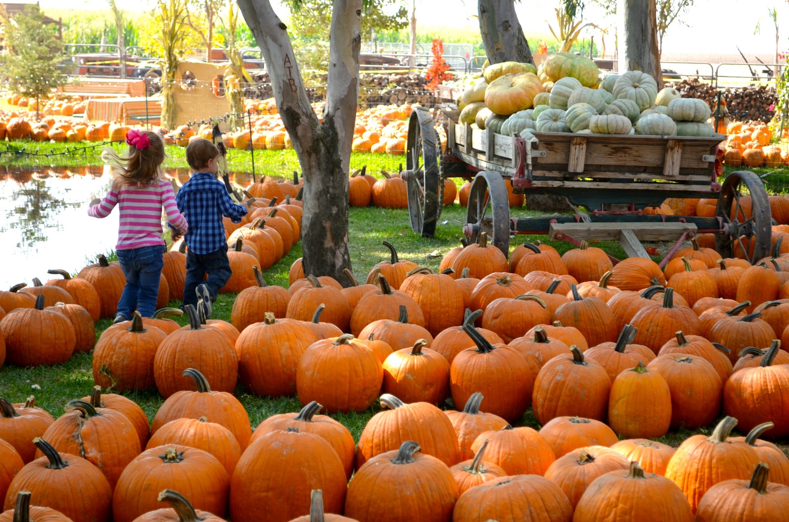 Pumpkin patch plant city