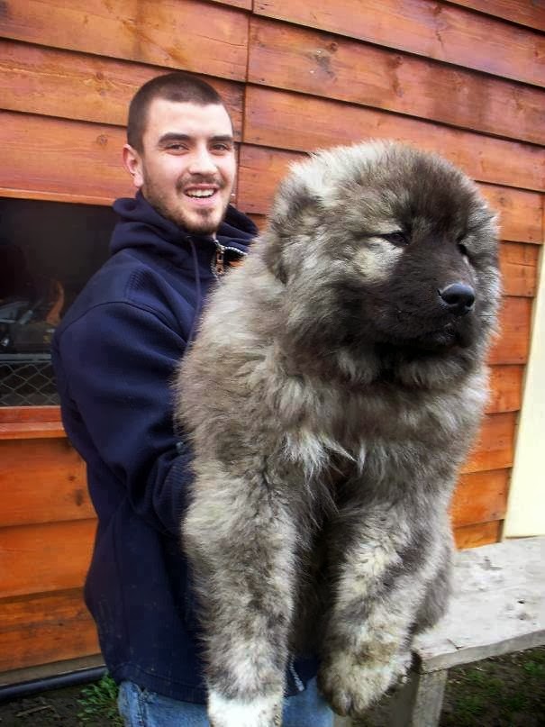 5 Dogs bigger than their owners The Pet's