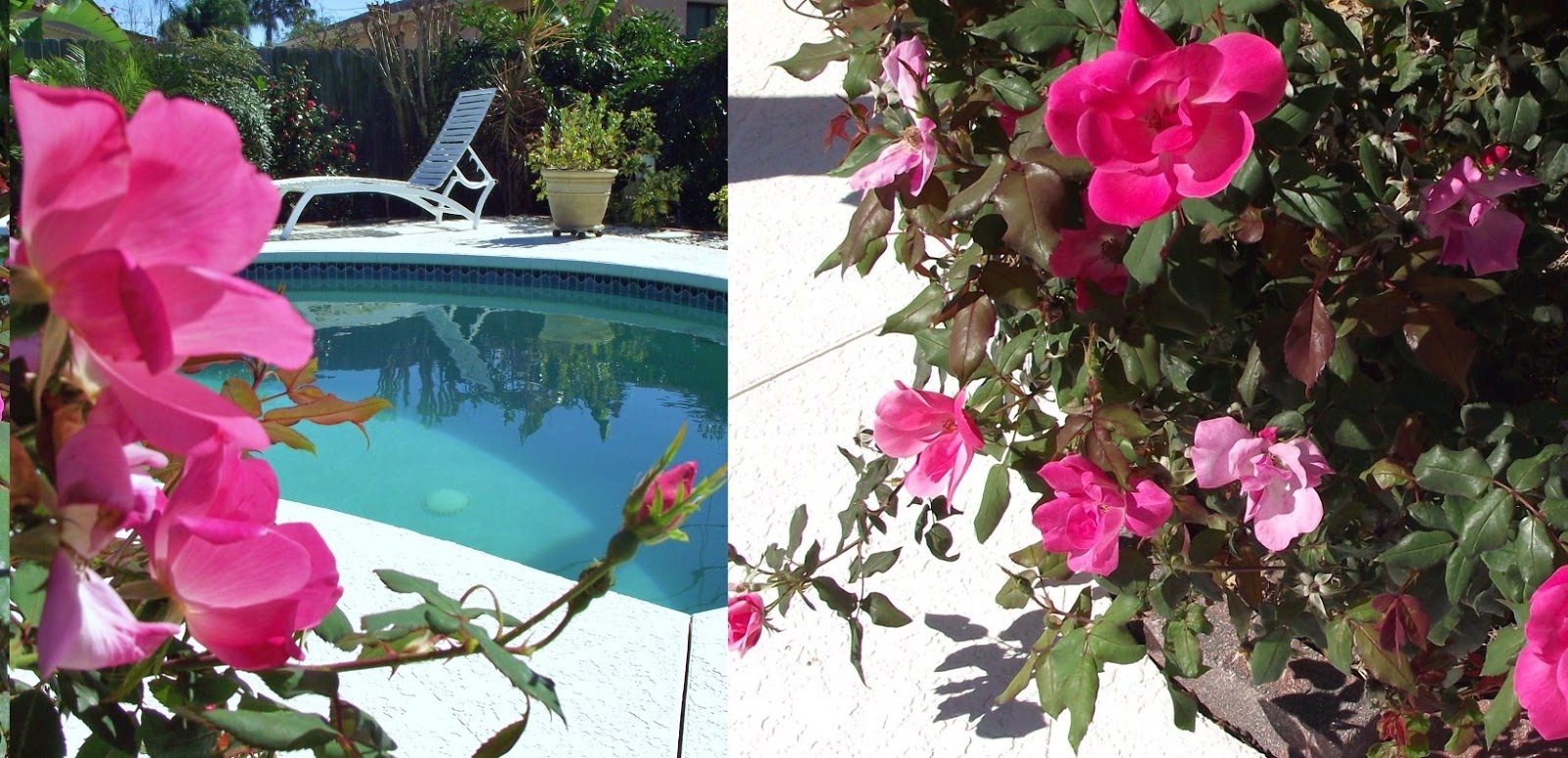 A WHITEWASHED COTTAGE Winter Knockout Roses