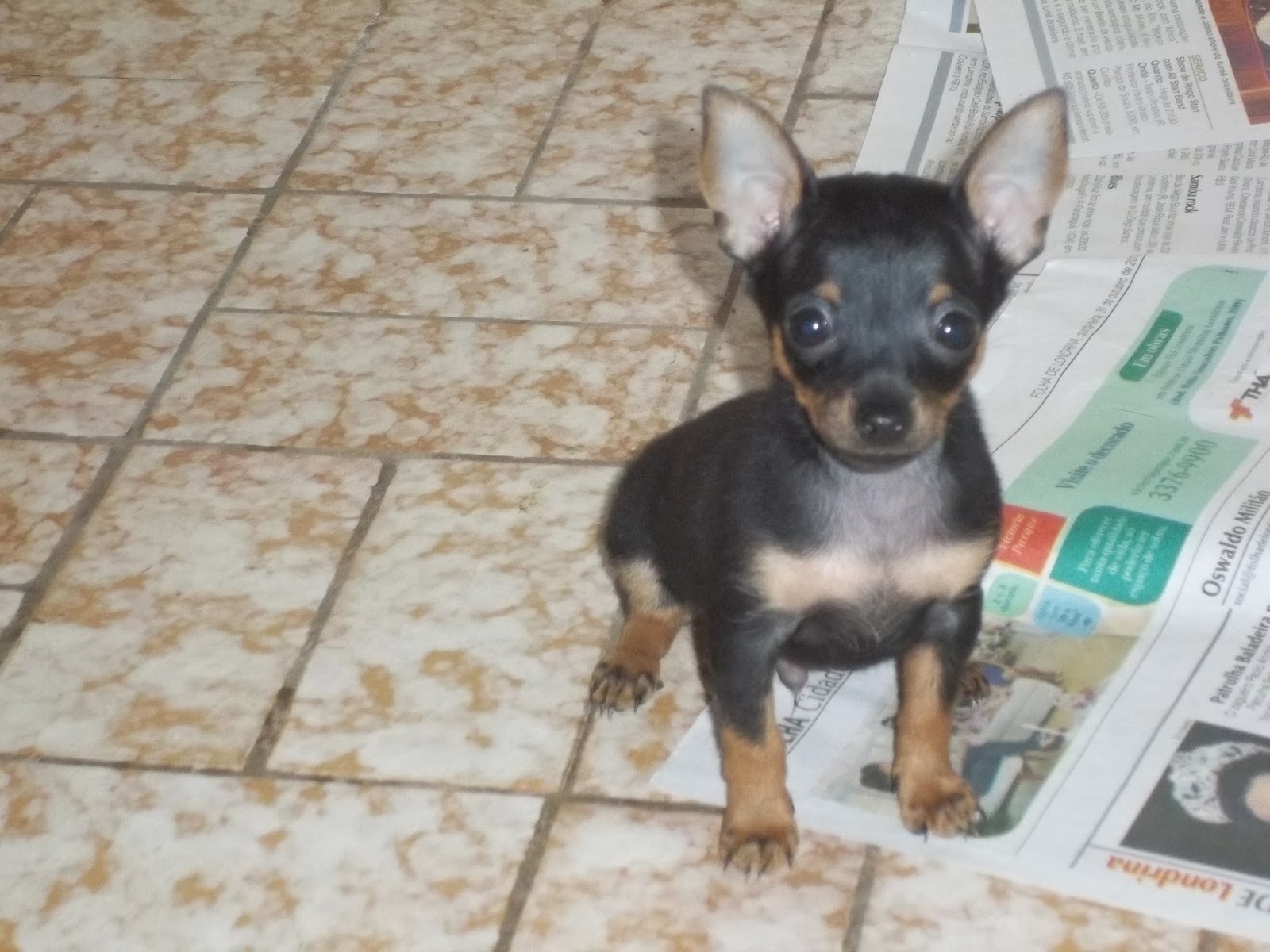 Animais e Raças Filhotes de Pinscher Miniatura